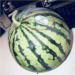 普宁网红吃瓜,揭秘幕后故事与热门话题