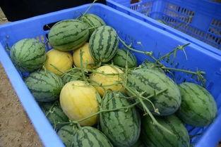 莱阳网红吃瓜群微信号,揭秘幕后故事，带你领略网络红人圈