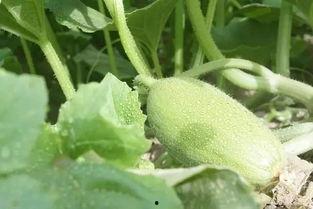 吃瓜变网暴,网络舆论的极端演变