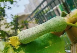 黑网吃瓜料网进不去病毒,病毒入侵背后的真相