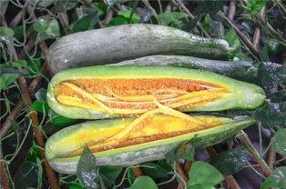 长垣网红吃瓜,揭秘网络红人的幕后故事