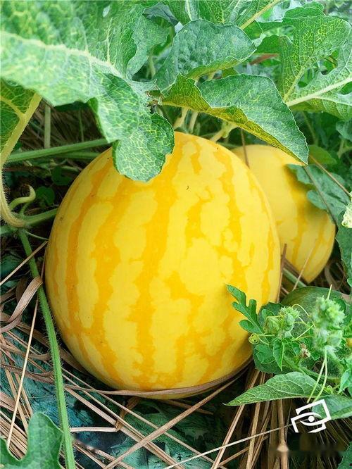 全国免费吃瓜网,畅享海量资讯，轻松解锁快乐生活