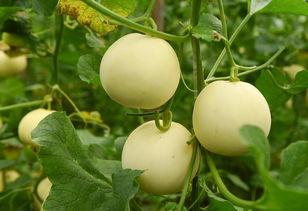 吃瓜官网怎么搜苹果,轻松找到心仪的苹果品种