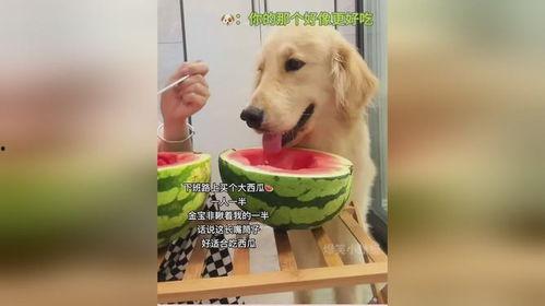 狗可以吃网瓜吗